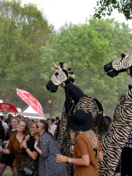zebra steltenlopers steltenact jungle safari steltenlopers