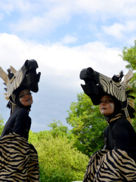 safari zebra steltenlopers dierentuin afrika steltenact jungle safari steltenlopers