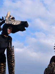 zebra steltenlopers dierentuin afrika steltenact steltlopers huren